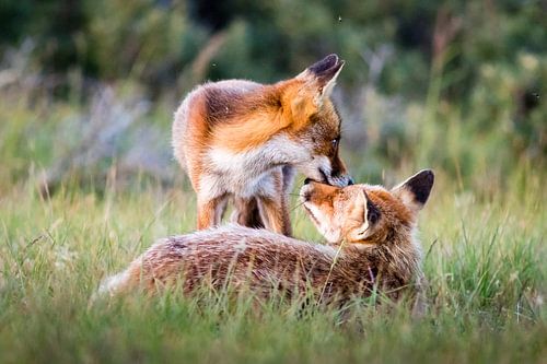 Füchse in der Abendsonne