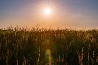 Sonnenuntergang über dem Marschland
