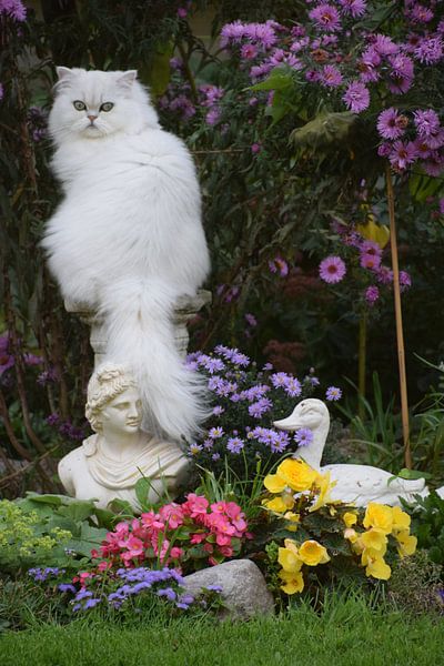 cat on pillar by Petra van Engelenburcht
