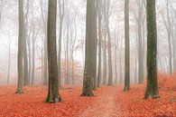 Bospad in de herfst bij Ede van Dennis van de Water thumbnail