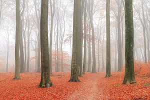 Bospad in de herfst bij Ede von Dennis van de Water