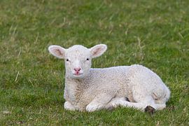 Domestic sheep-lamb by Sven-Erik Arndt
