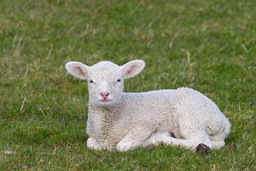 Mouton domestique-agneau