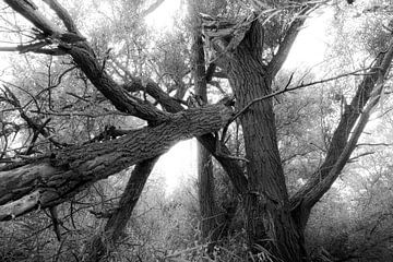 Broken tree by Dwight Antierens