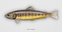 Bachforelle oder Braune Forelle auch autochtone Forelle, Salmo trutta morpha fario