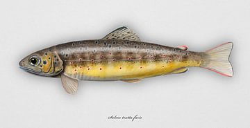 Brown trout or Rivertrout, also known as autochthonous trout, Salmo trutta morpha fario by Urft Valley Art