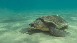 Seaturtle in Zakynthos, Greece by Daniëlle van der meule