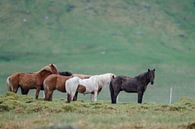 Icelandic horse von Menno Schaefer Miniaturansicht