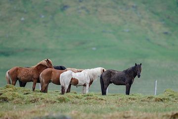Icelandic horse sur Menno Schaefer