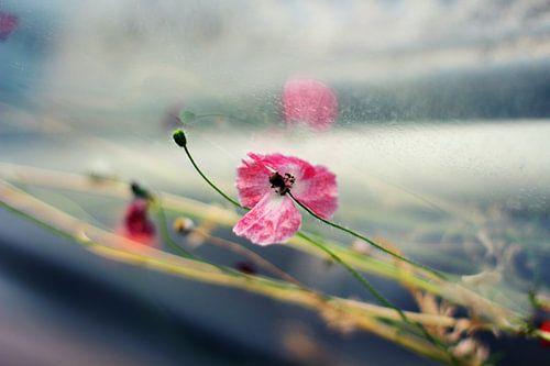 Le pavot à la rose