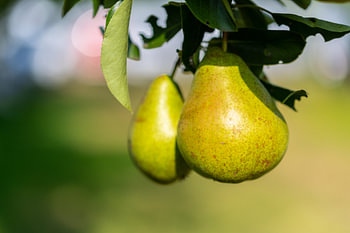Birnen auf einem Birnbaum nach einem Regensturm