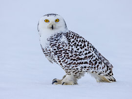 Snow Owl in the Snow