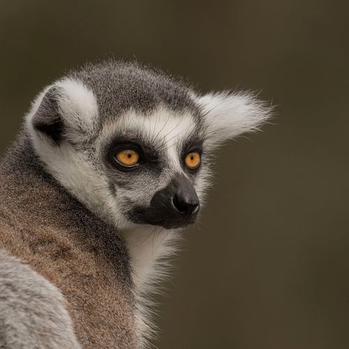 wat wil je van anja voorn