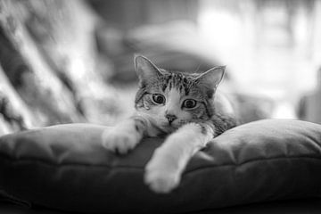 zwart-wit beeld van een gevlekte kat van Dimitri Haeck