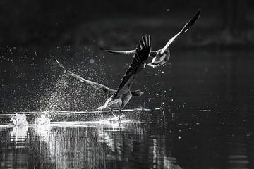Grey geese by Silvio Schoisswohl