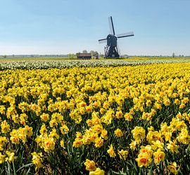 Windmühle mit Feld von gelben Narzissen, Niederlande, Trick, Montage von Rene van der Meer