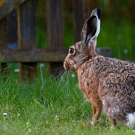 Lièvre vu de dos sur Detlef Schöler Fotografie