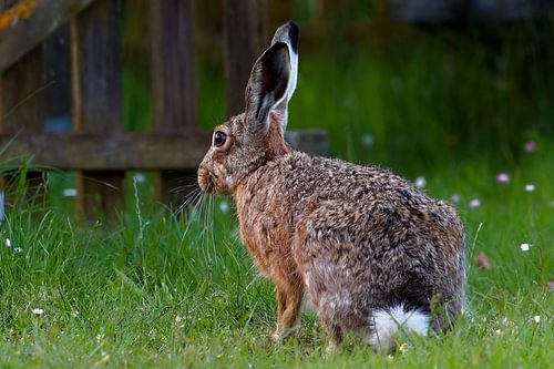 Hazen van achteren gezien
