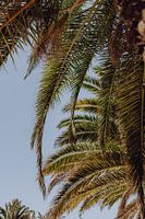 Palmen in Vintage-Farben