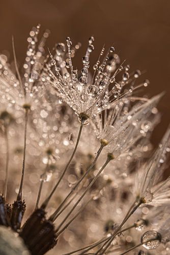 Druppels rustend op een pluisje van een paardenbloem