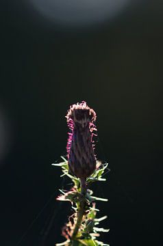 Field thistle by Jim Plaum