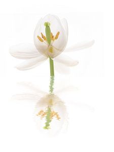 Reflexion der Tulpe