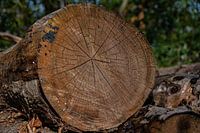 Houtblok met jaarringen in het bos