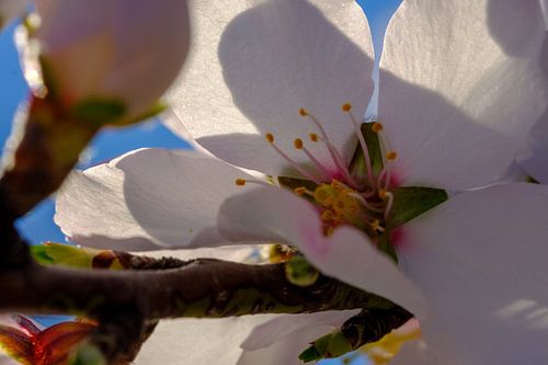 close up blossom