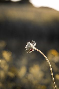 Lieveheersbeestje op een plant, microfotografie van Koen Lipman