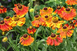 Sonnenkraut von Jolanta Mayerberg