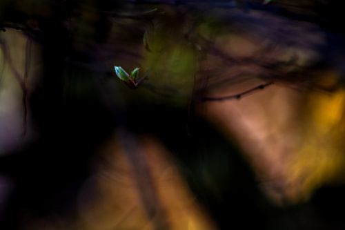 Concept natuur : De eenzame kiem