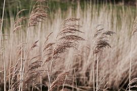 Dreamy reed by Debbie Barendregt