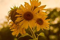 Sunflower Yellow van True Color Stories thumbnail