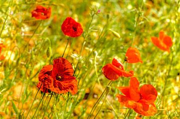 Coquelicots sur Dieter Walther