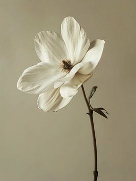 Fleur blanche moderne sur haroulita