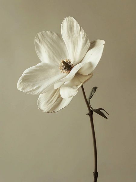 Modern white flower by haroulita
