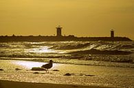 Zeemeeuw aan het strand bij zonsondergang met zicht op de haven van Scheveningen van Birgitte Bergman thumbnail