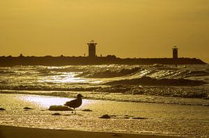 Zeemeeuw aan het strand bij zonsondergang met zicht op de haven van Scheveningen van Birgitte Bergman