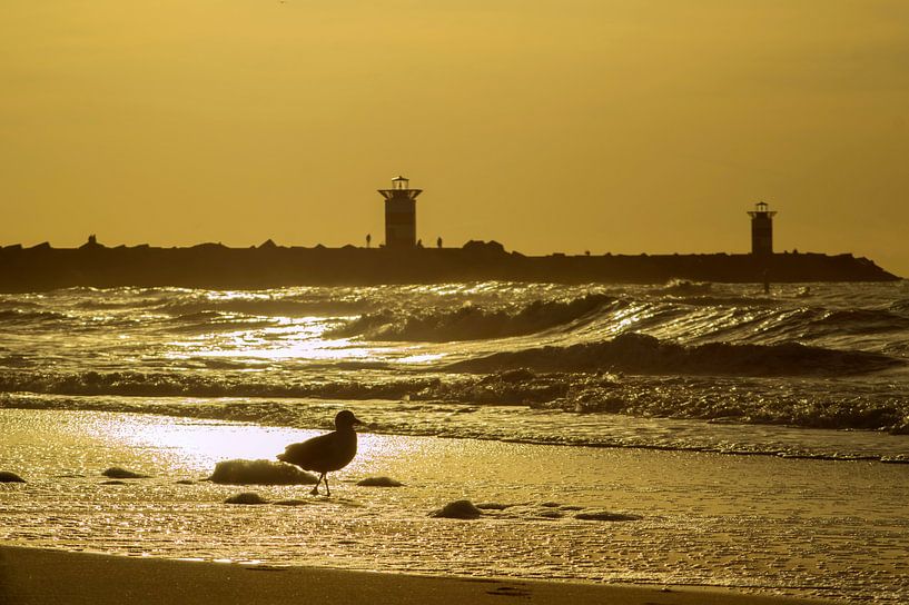 Zeemeeuw aan het strand bij zonsondergang met zicht op de haven van Scheveningen van Birgitte Bergman