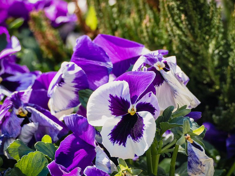 Lila Blumen von joost bosmans