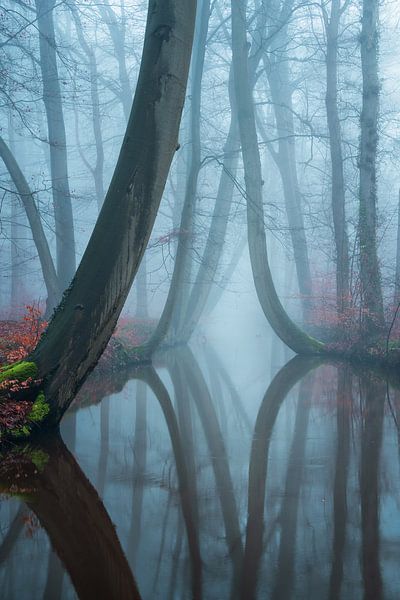 De gebogen exemplaren in dikke mist II van Martin Podt