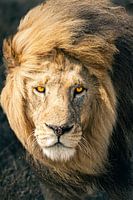 Serengeti Lion – King of Tanzania