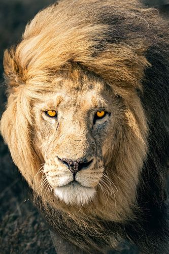 Serengeti Leeuw – Koning van Tanzania