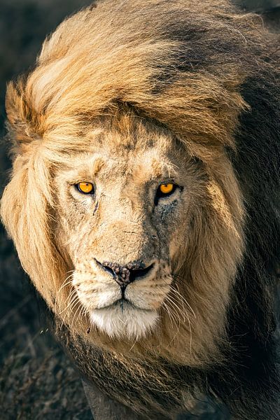 Serengeti Lion – King of Tanzania by RobinV
