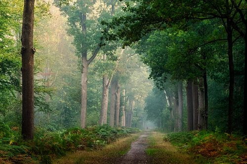 Breda Liesbos in de mist