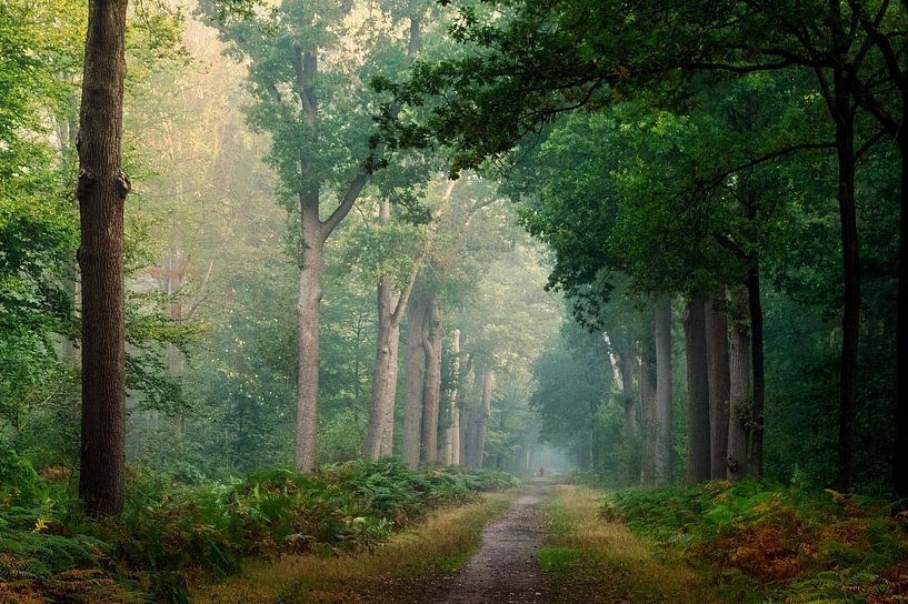 Breda Liesbos dans le brouillard par Egon Zitter