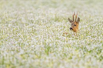 Reebok in Buchweizen