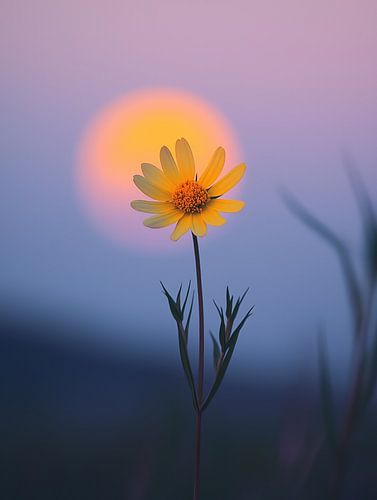 Yellow Flower and Full Moon in Perfect Balance