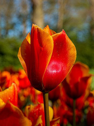 Tulp in de keukenhof