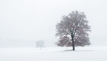 Winters boslandschap met sneeuw van Ronald van Dijk